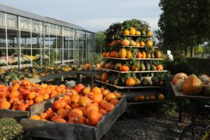 harvest-festival